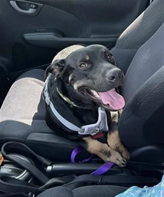 An adult large-sized male Shepherd dog named Dr Pepper for adoption in San Antonio, TX