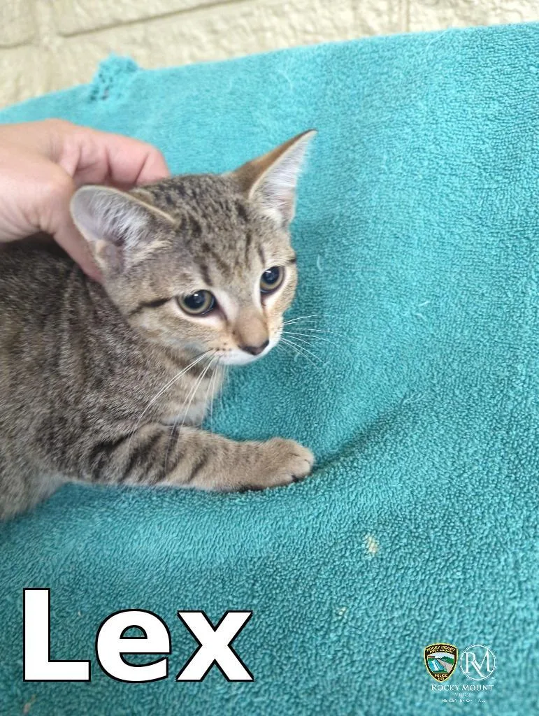 A baby medium-sized male Domestic Short Hair cat named Lex for adoption in Rocky Mount, NC