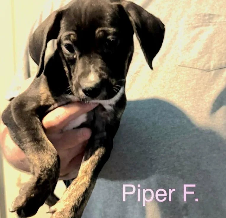 A baby medium-sized female Brindle Mixed Breed dog named Piper for adoption in Parma, OH