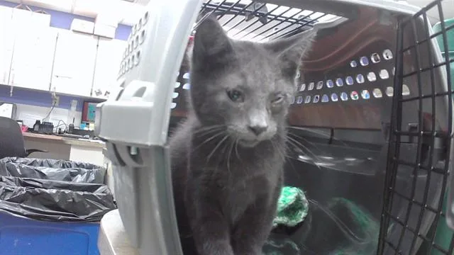 A baby medium-sized male Domestic Short Hair cat named Milky Way for adoption in Omaha, NE