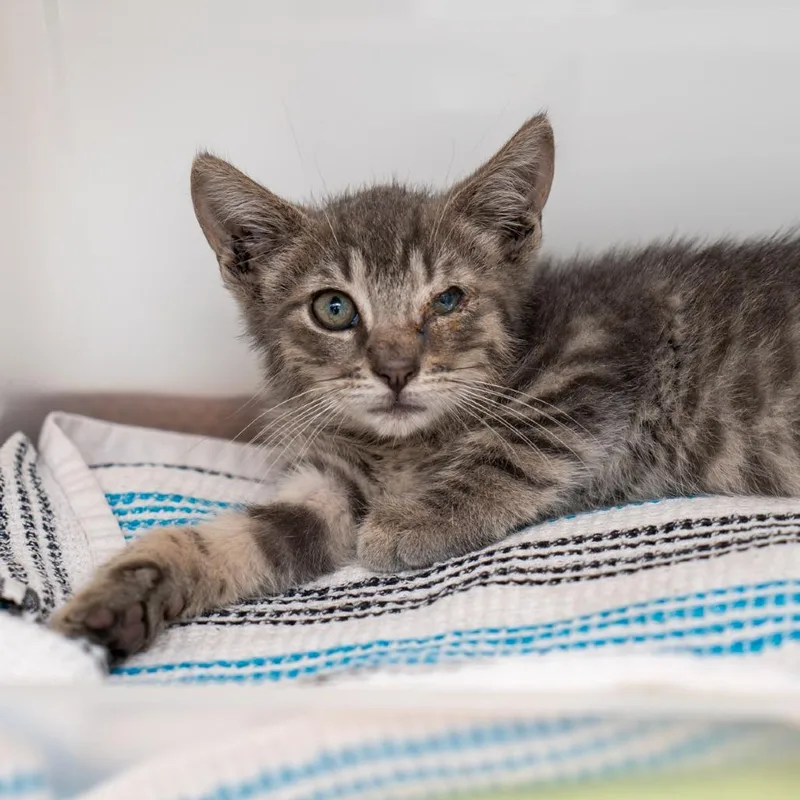 A baby small-sized male Gray / Blue / Silver Domestic Short Hair cat named Haaland for adoption in New York, NY