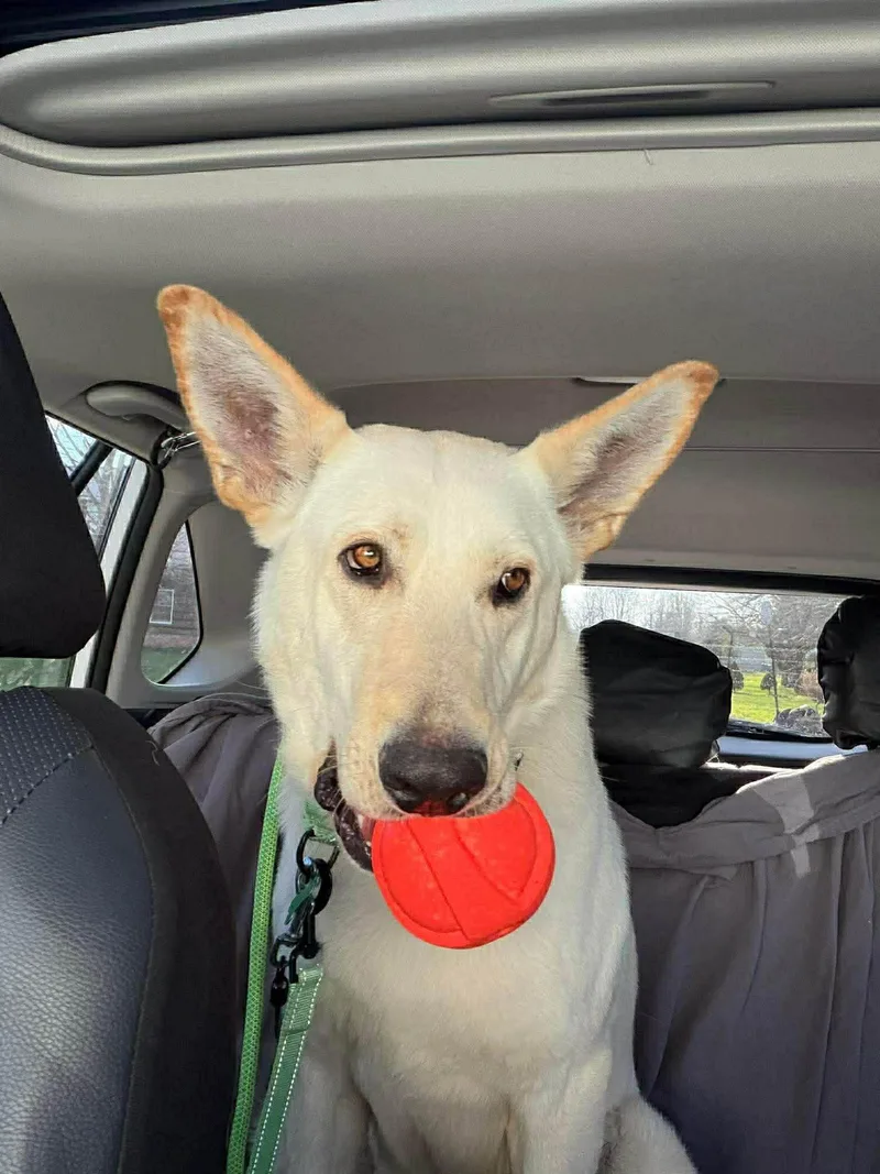 An adult large-sized male White German Shepherd dog named Max for adoption in Londonderry, NH
