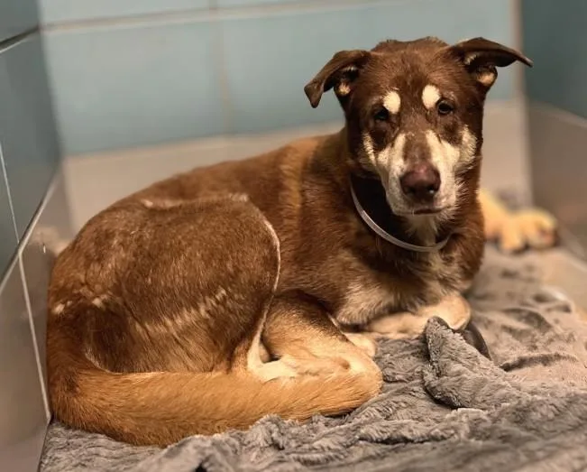 An adult large-sized male Husky dog named A for adoption in Houston, TX