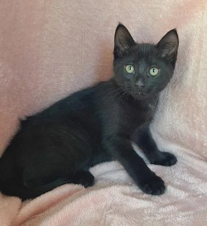 A baby medium-sized male Black Domestic Short Hair cat named 7070 (Moe) for adoption in Lake City, MI