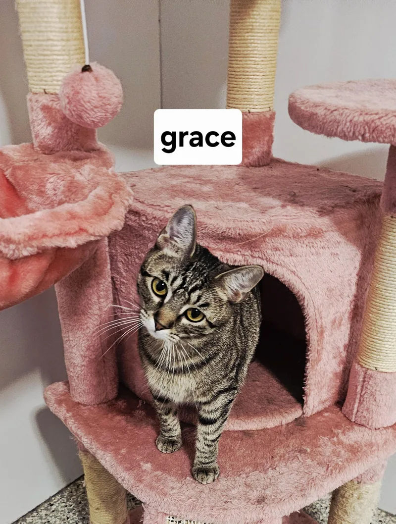 An adult medium-sized female Tabby (Gray / Blue / Silver) Domestic Short Hair cat named Grace for adoption in Lincoln, IL