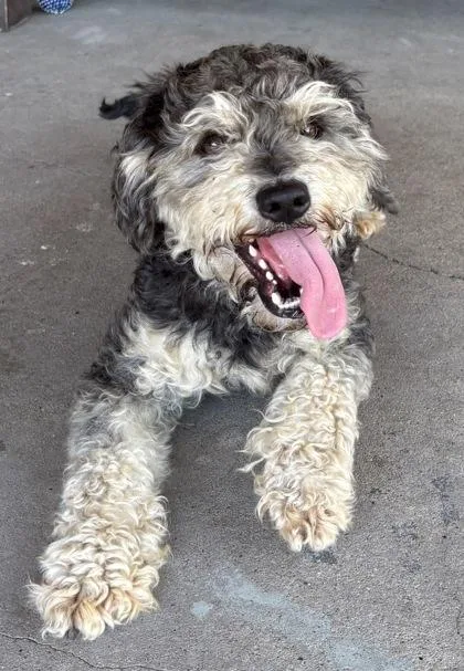 An adult small-sized male Black Poodle dog named Dipper for adoption in Plano, TX