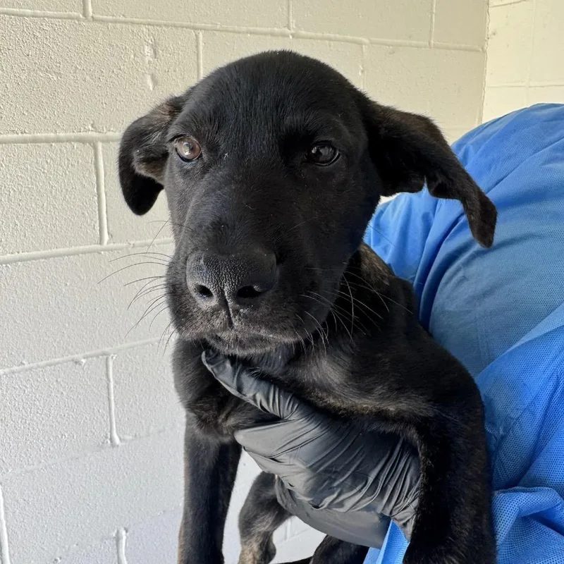 A baby large-sized male Cane Corso dog named Casto for adoption in LOXAHATCHEE, FL