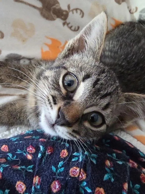 Tagliatelle thumbnail 2