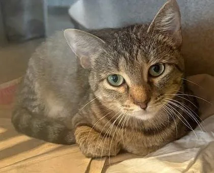 An adult medium-sized female Domestic Short Hair cat named Jeanine for adoption in Washington, DC