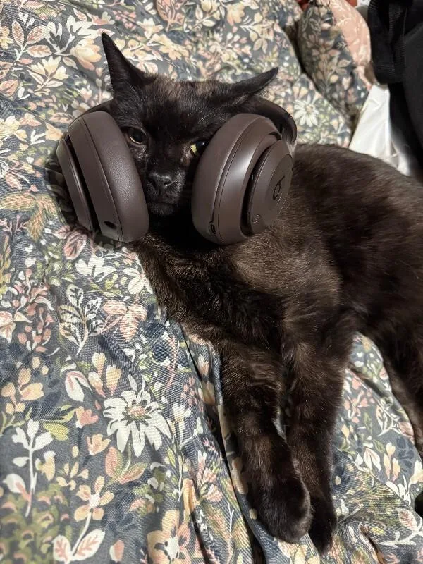 Spidermonkey thumbnail 2