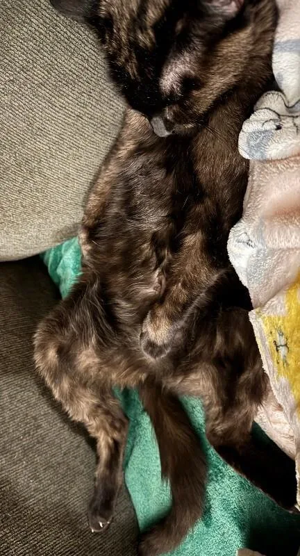 Spidermonkey thumbnail 3