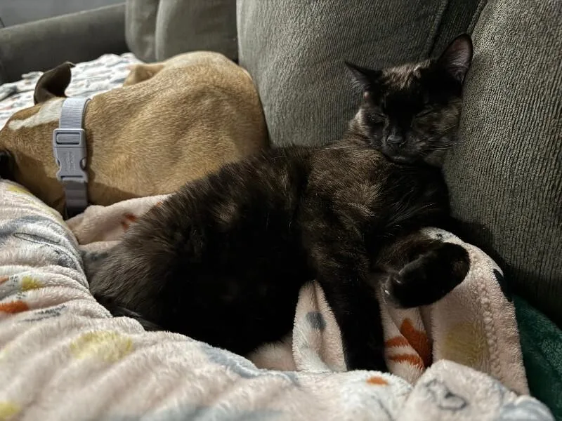 Spidermonkey thumbnail 4