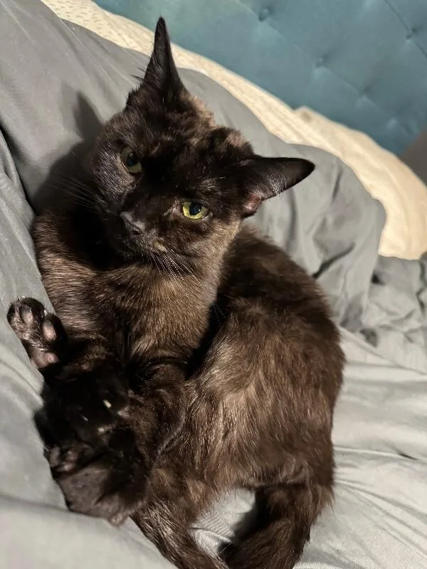 Spidermonkey thumbnail 5