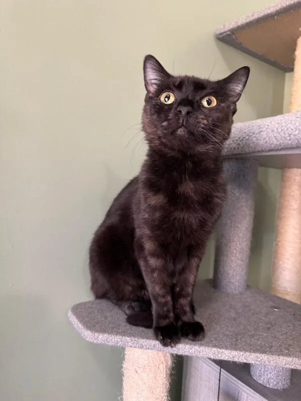 Spidermonkey thumbnail 6