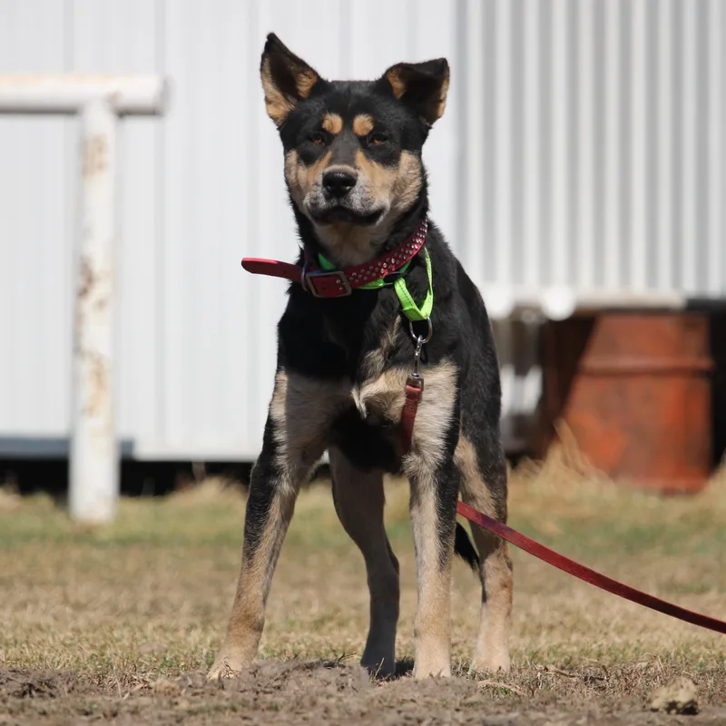 Sookie thumbnail 3