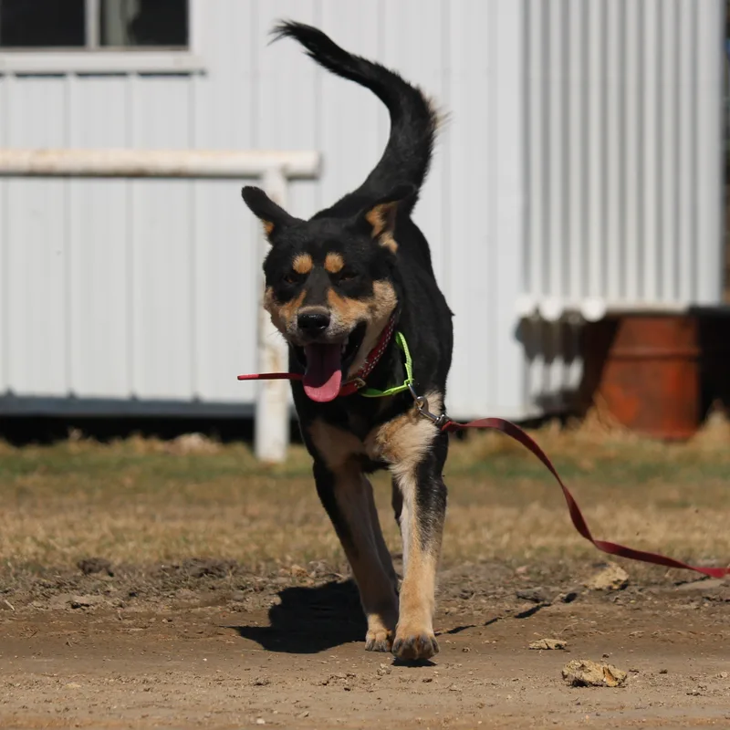 Sookie thumbnail 4
