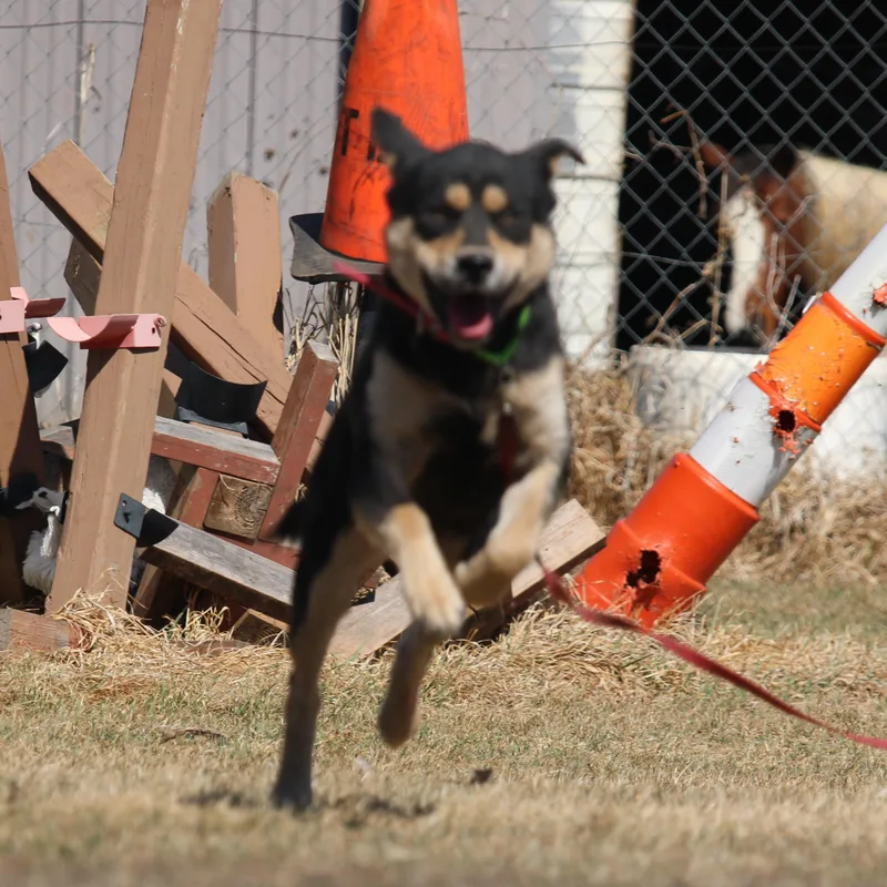 Sookie thumbnail 5