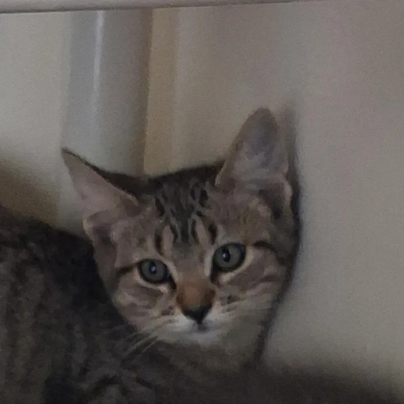 A baby small-sized female Domestic Short Hair cat named Prickly Pear for adoption in Ridgway, CO