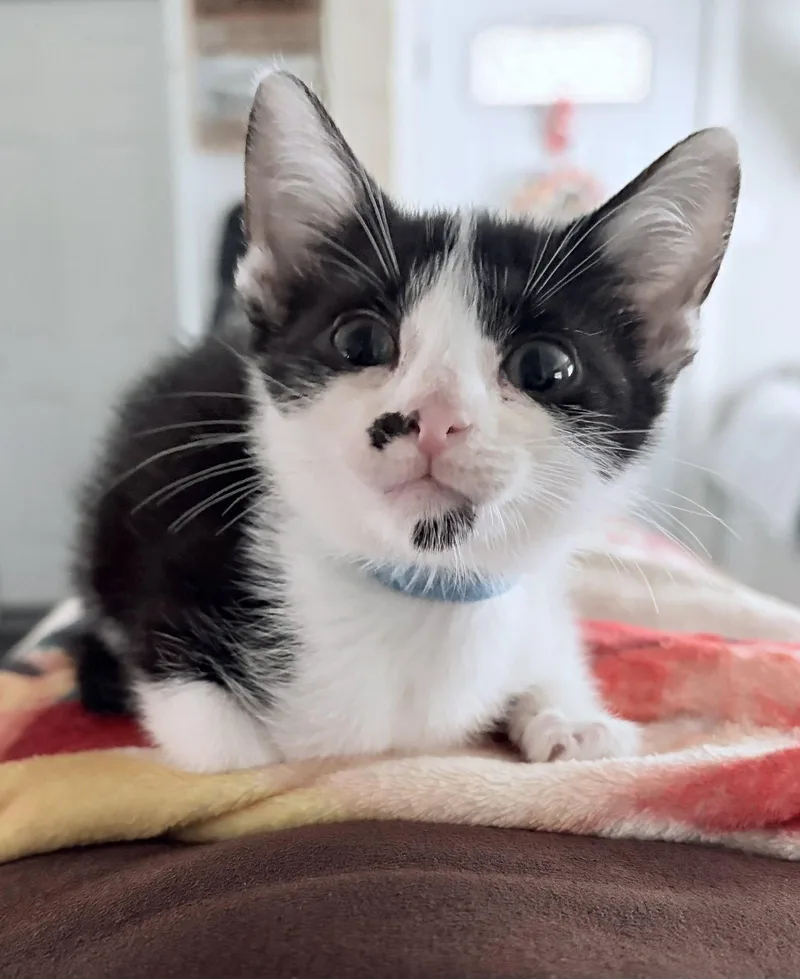 A baby medium-sized female Black & White / Tuxedo Domestic Short Hair cat named Skippy for adoption in Frisco, TX
