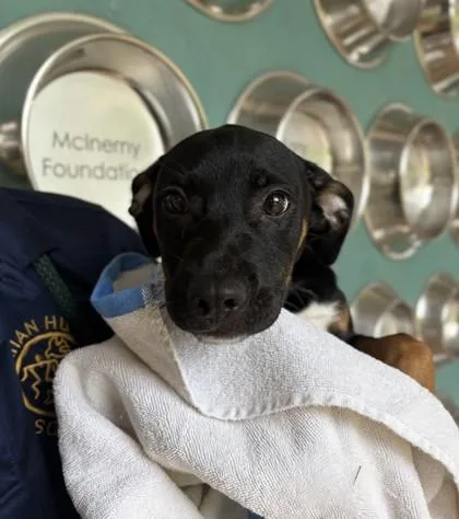 A baby small-sized female Pit Bull Terrier dog named Tiana for adoption in Honolulu, HI