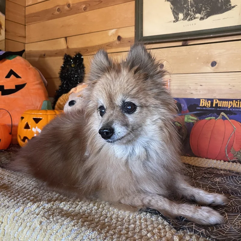A senior small-sized female Pomeranian dog named Foxy for adoption in Vacaville, CA