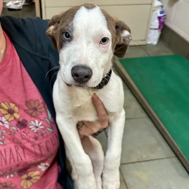 A baby small-sized male White / Cream Mixed Breed dog named Dorian for adoption in Wilmington, DE