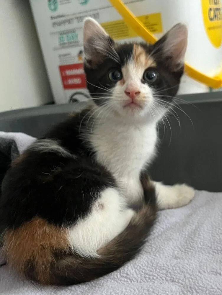 A baby small-sized female Orange & White Calico cat named Astra for adoption in McPherson, KS