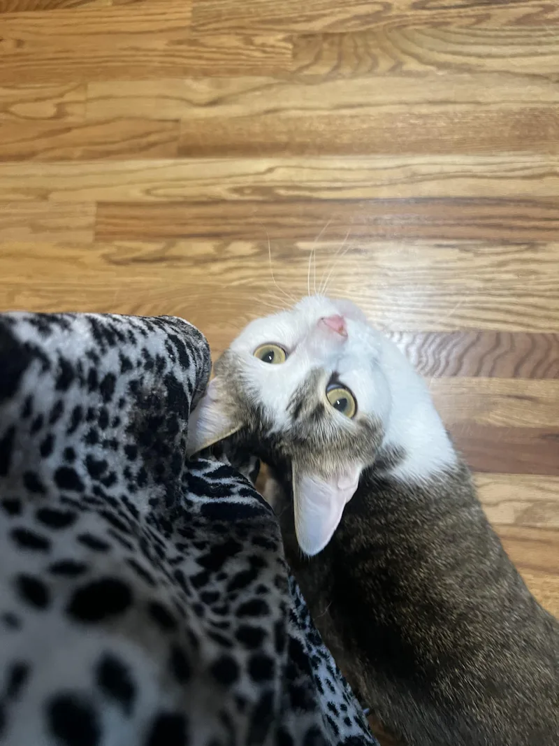 An adult large-sized male Domestic Short Hair cat named Aether for adoption in Alvaton, KY