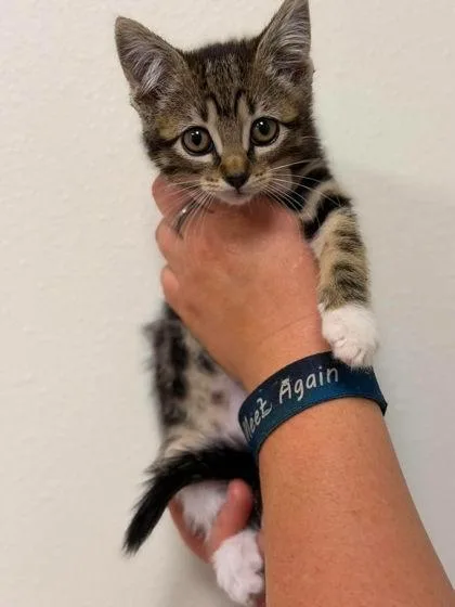 A baby small-sized female Domestic Short Hair cat named Wonder Bread for adoption in Aberdeen, SD