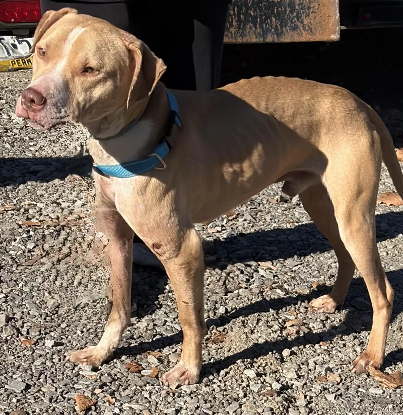 A young medium-sized male Yellow / Tan / Blond / Fawn Mixed Breed dog named Elvis for adoption in McKeesport, PA