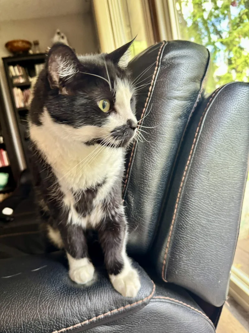A senior medium-sized male Black & White / Tuxedo Domestic Short Hair cat named COURTESY LISTING James for adoption in Moscow, ID