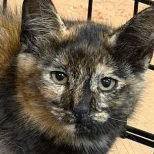 A baby small-sized female Black Domestic Medium Hair cat named Sizemore for adoption in Gadsden, AL