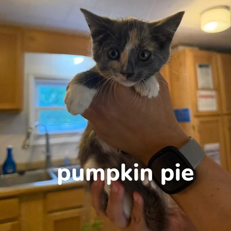 A baby small-sized female Calico Domestic Short Hair cat named Pumpkin Pie for adoption in Hanna City, IL