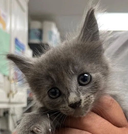A baby small-sized female Domestic Medium Hair cat named Shanti for adoption in Lavonia, GA