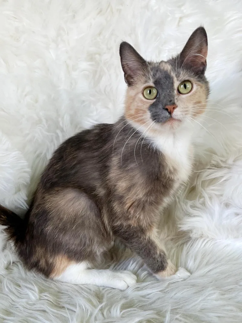 A baby medium-sized female Dilute Calico Domestic Short Hair cat named Lorelai for adoption in Lima, OH