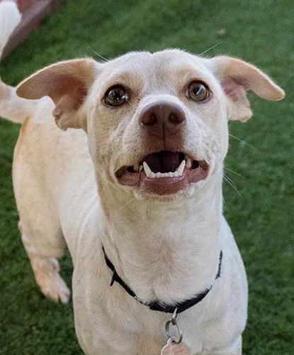 A young small-sized male Merle (Red) Terrier dog named Chopped Chillies for adoption in Encinitas, CA