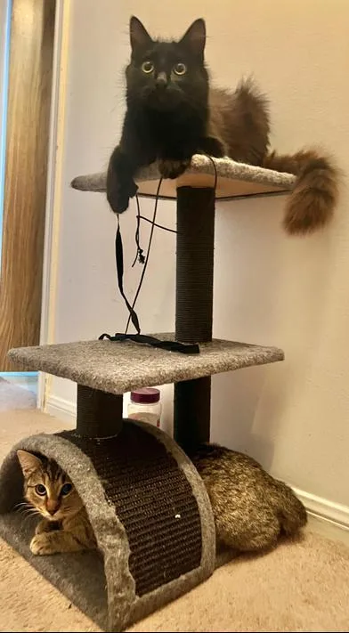 A young medium-sized female Tabby (Gray / Blue / Silver) Ragamuffin cat named Lylah & Novah for adoption in Liverpool, TX