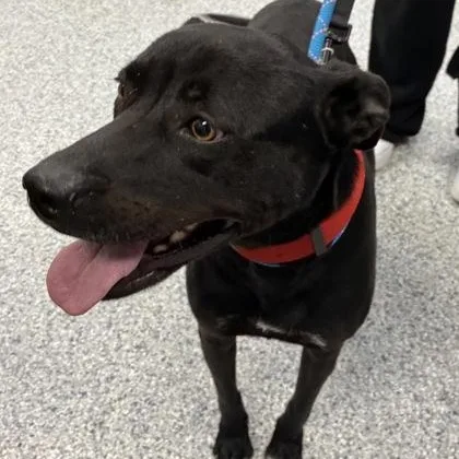 An adult medium-sized female Black Labrador Retriever dog named Storm for adoption in Converse, TX