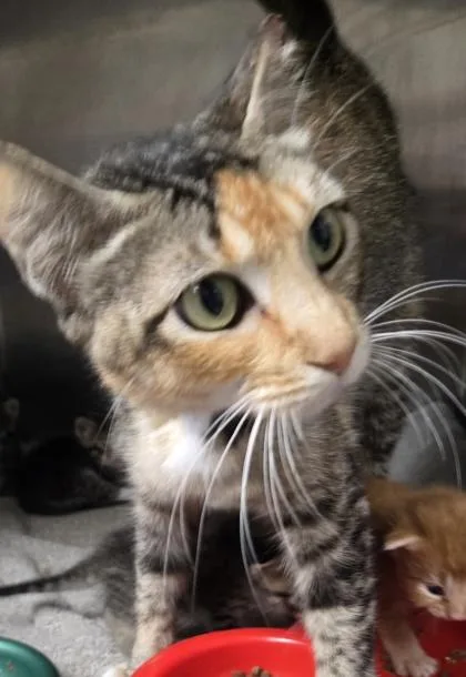 An adult large-sized female Domestic Short Hair cat named Jackalope for adoption in Gainesville, FL