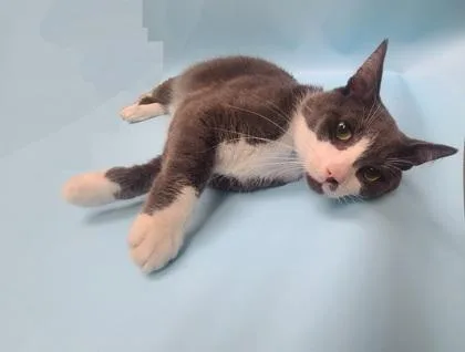 An adult small-sized male Domestic Short Hair cat named Taffy for adoption in Coon Rapids, MN