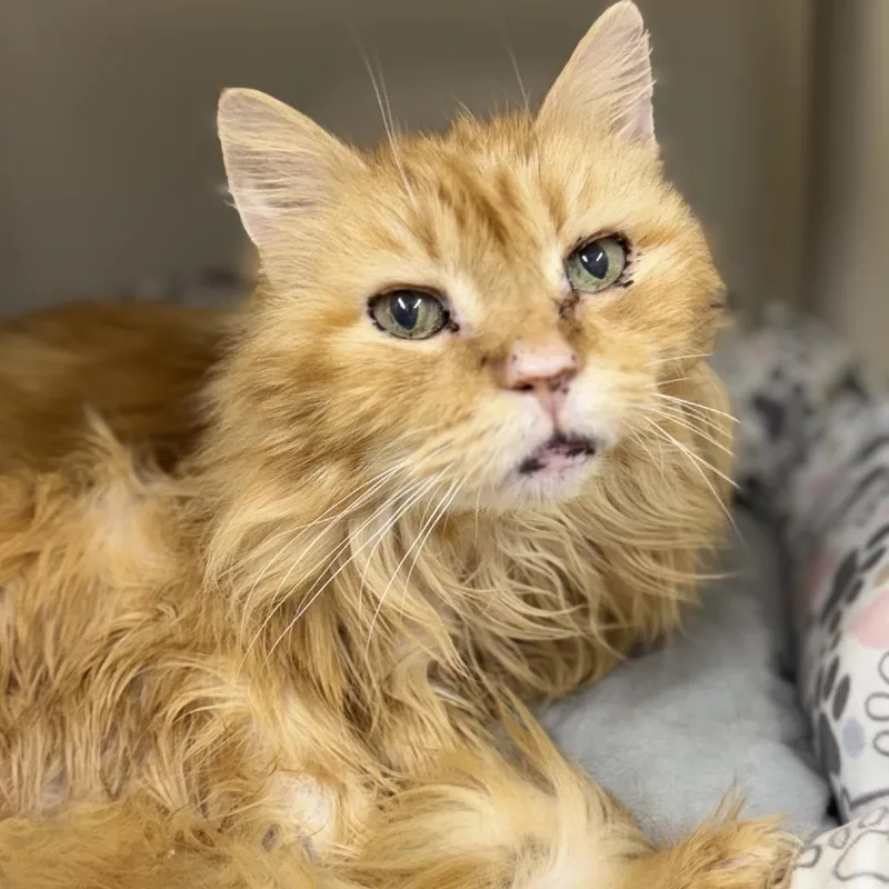 A senior medium-sized male Orange / Red Domestic Long Hair cat named Mac for adoption in Ridgely, MD