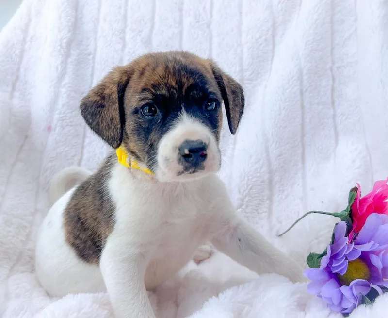 A baby small-sized female Mixed Breed dog named Wonda for adoption in Murray, KY