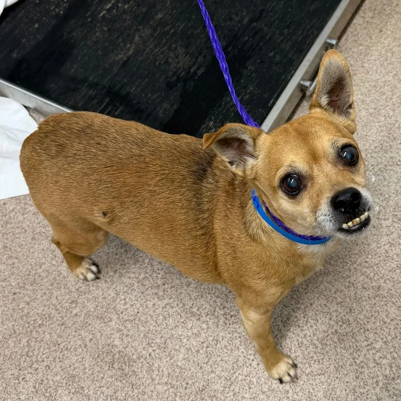 A senior small-sized male Yellow / Tan / Blond / Fawn Chihuahua dog named Pepper for adoption in Ardmore, OK