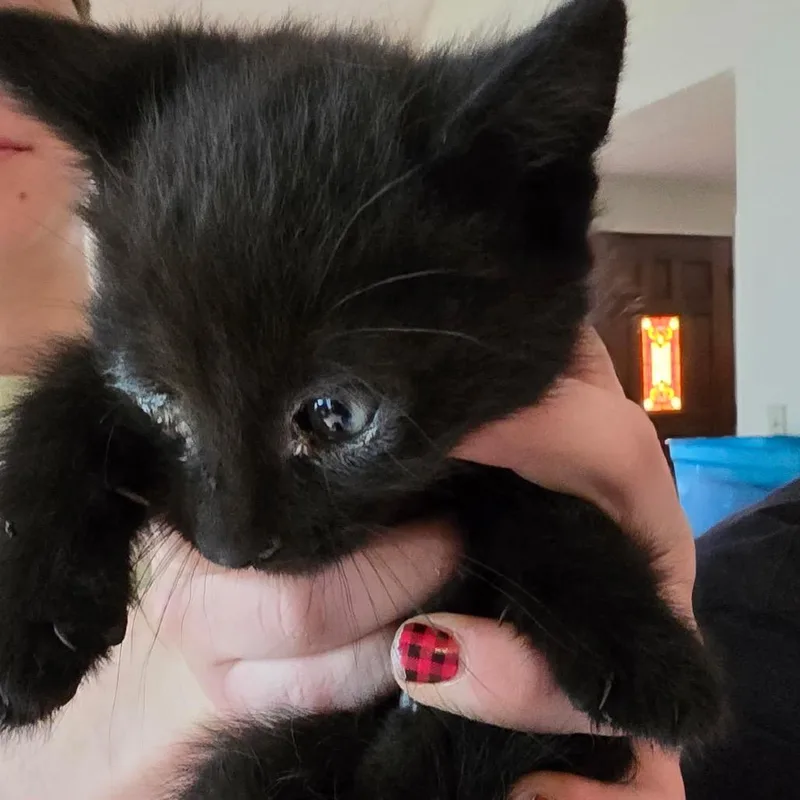 Bb