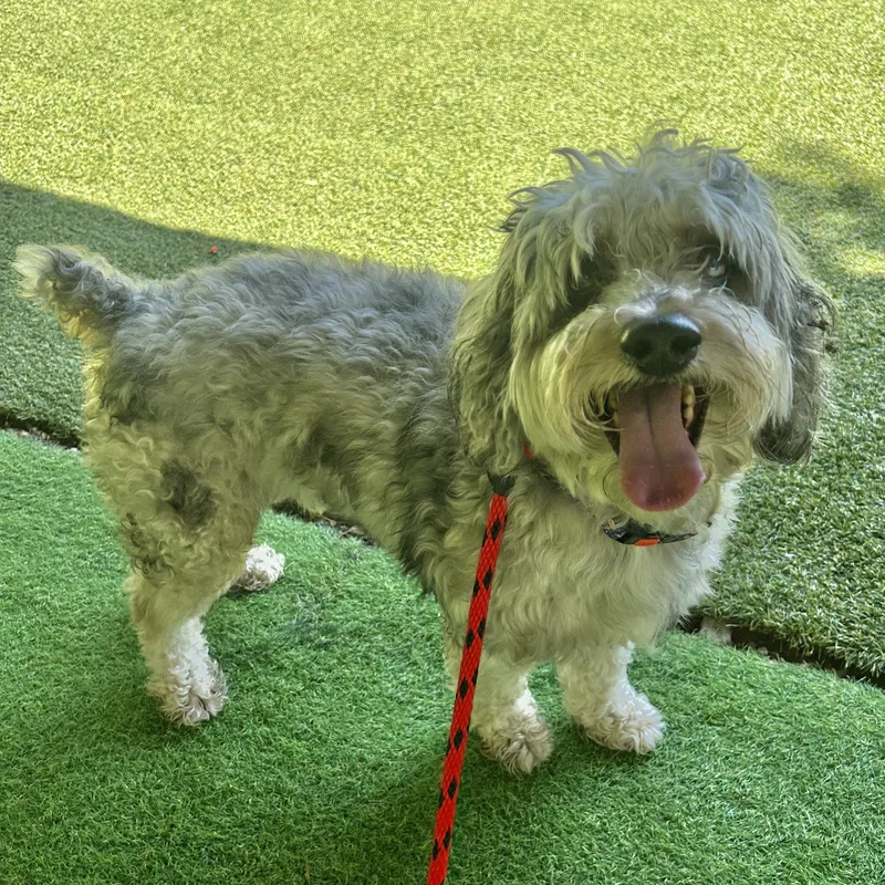 An adult small-sized female Poodle dog named Marbles for adoption in Huntington, NY