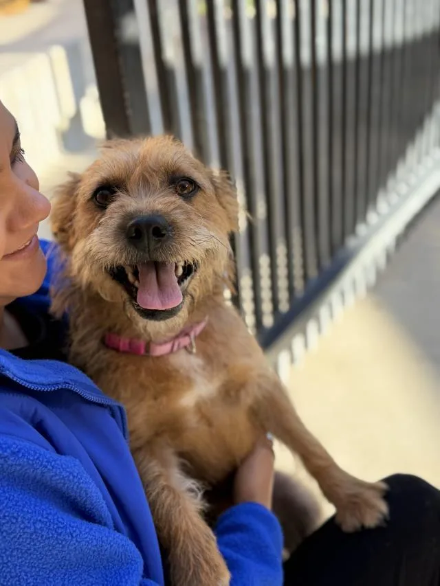 A young medium-sized female Scottish Terrier dog named Coco for adoption in Santa Maria, CA