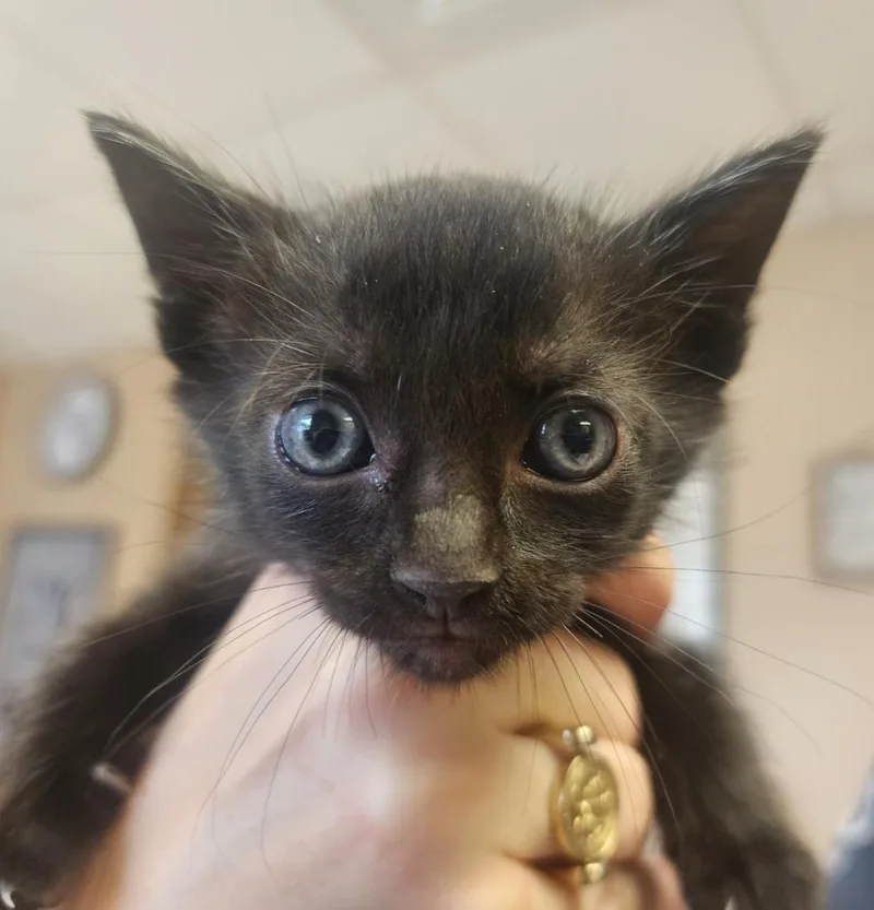 A baby small-sized male Abyssinian cat named Bebop for adoption in Maumelle, AR
