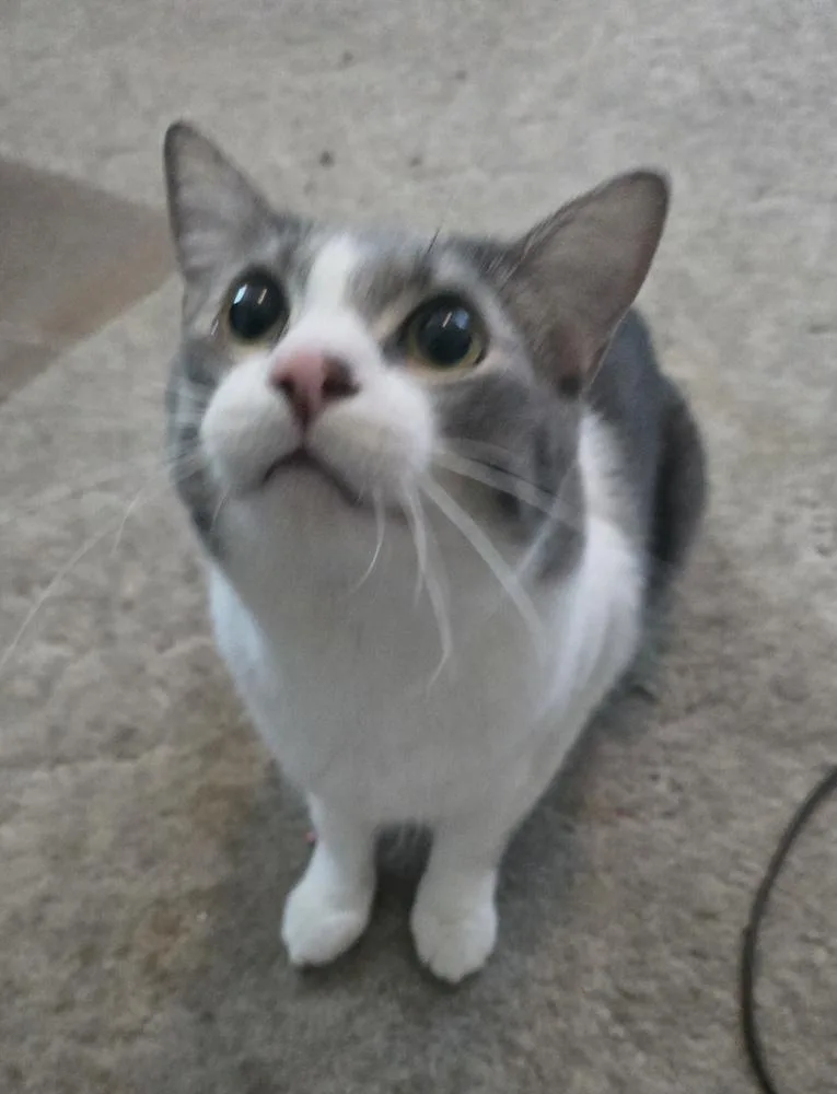 An adult medium-sized male Gray & White Domestic Short Hair cat named Simba for adoption in Broomfield, CO