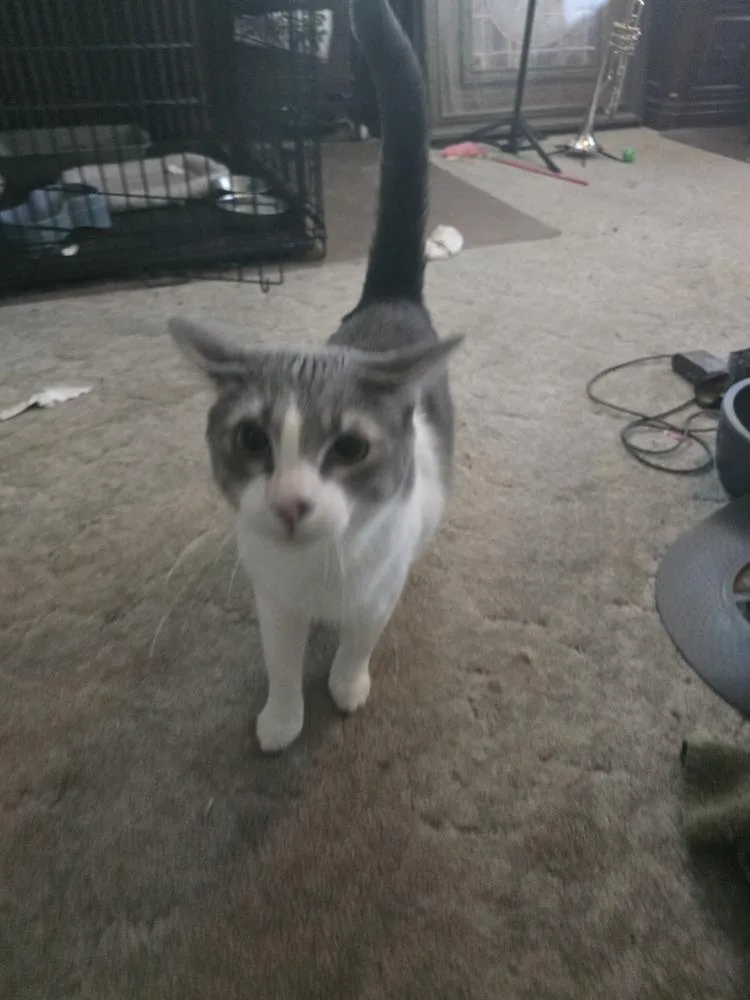 Simba thumbnail 3