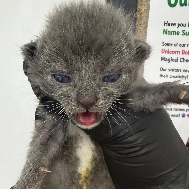 A baby small-sized male Gray / Blue / Silver Domestic Short Hair cat named Blake for adoption in Columbiana, AL